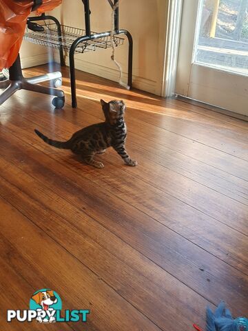 Purebred Bengal kittens