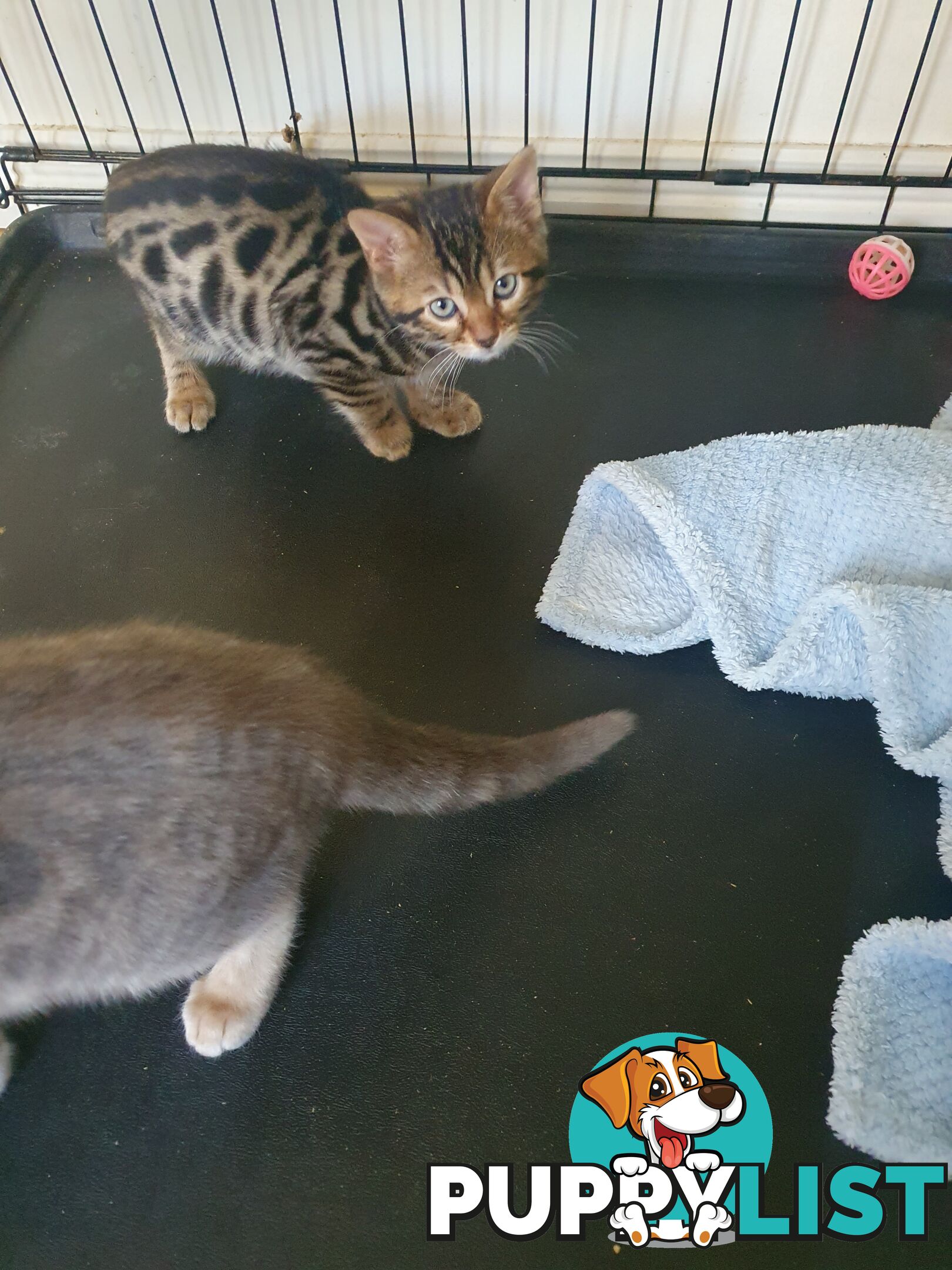 Purebred Bengal kittens