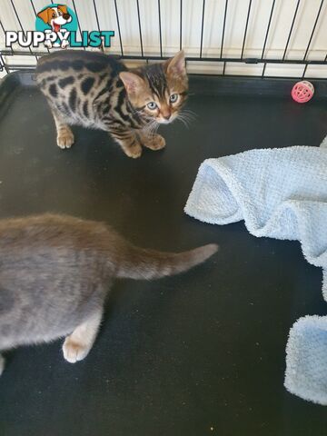 Purebred Bengal kittens