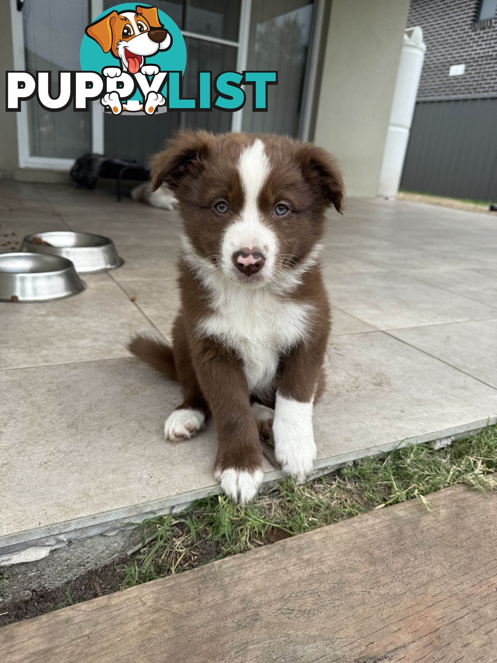 Purebred Border Collie Pups