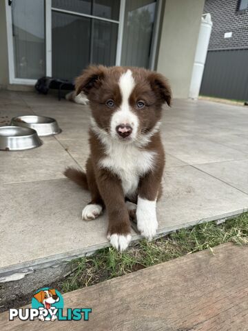 Purebred Border Collie Pups