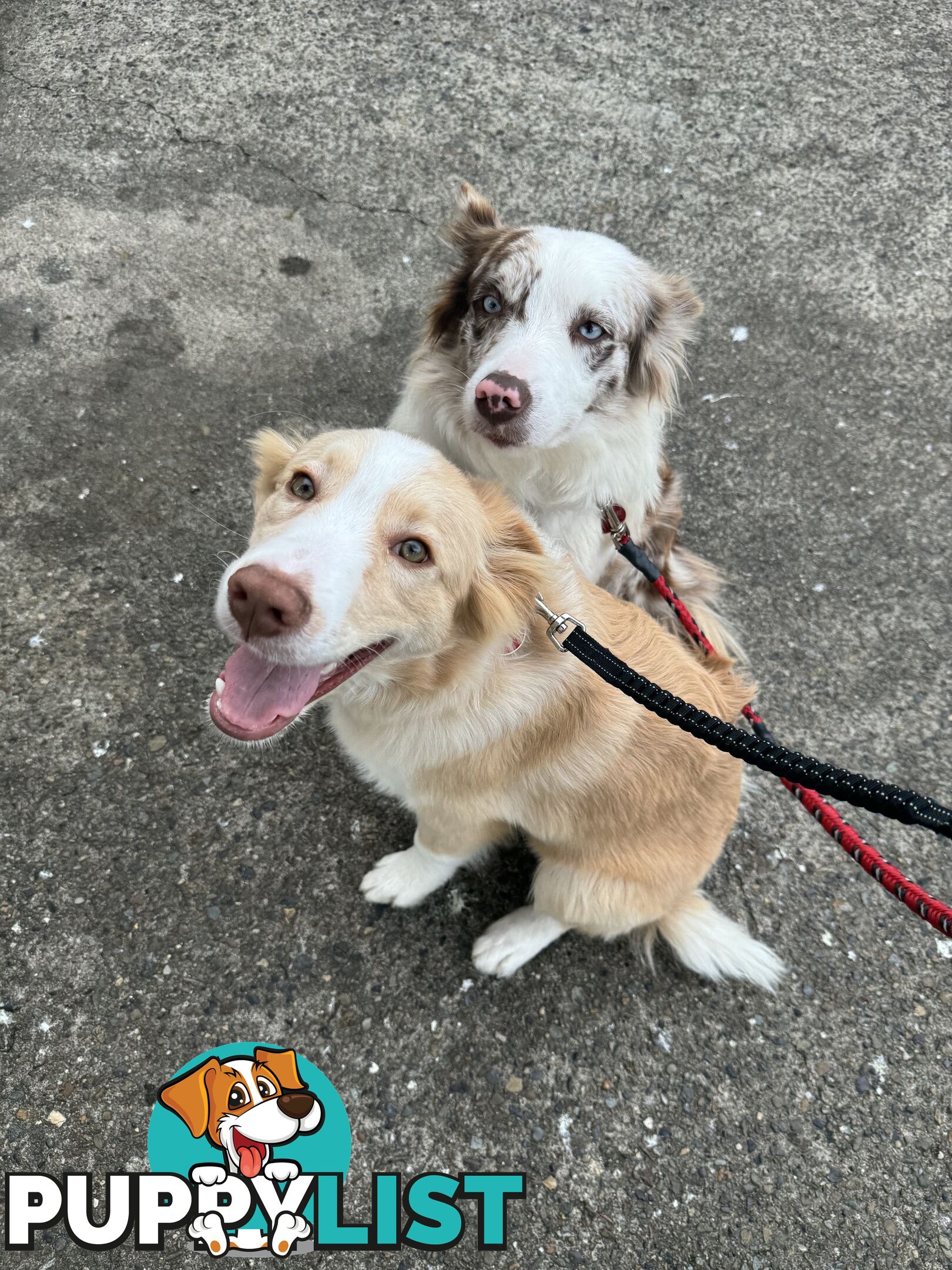 Purebred Border Collie Pups