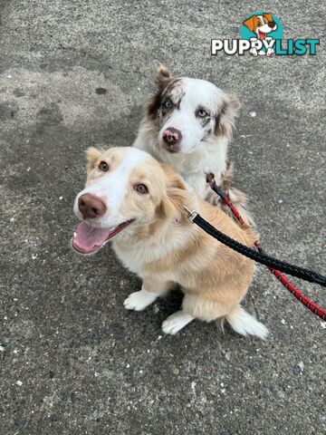 Purebred Border Collie Pups