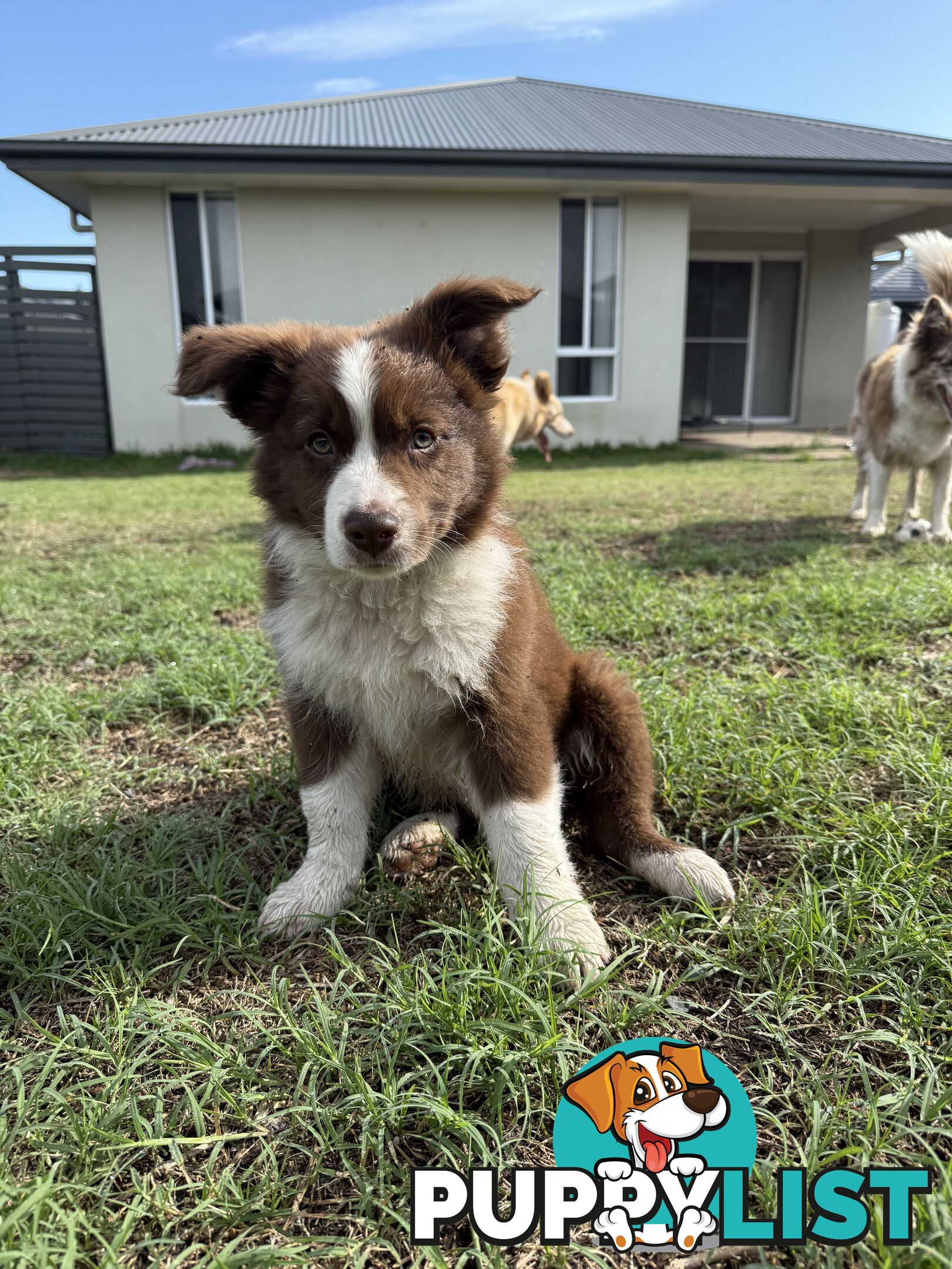 Purebred Border Collie Pups