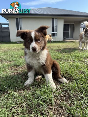 Purebred Border Collie Pups