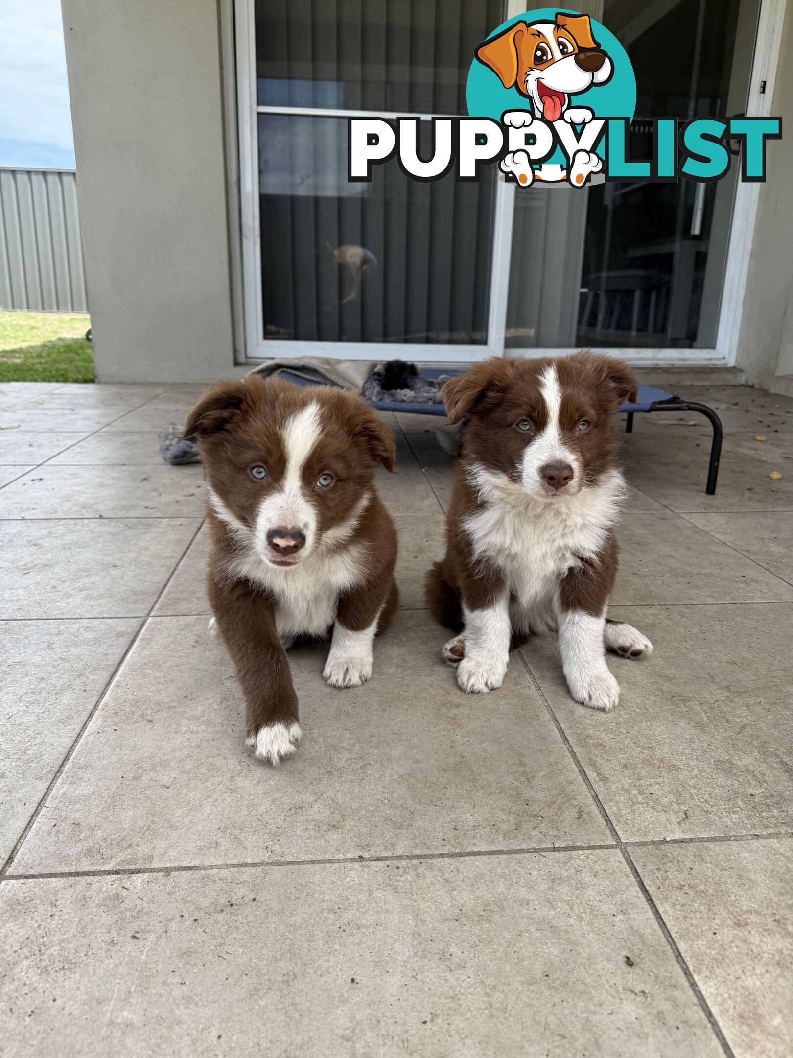 Purebred Border Collie Pups