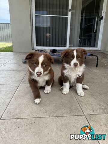 Purebred Border Collie Pups