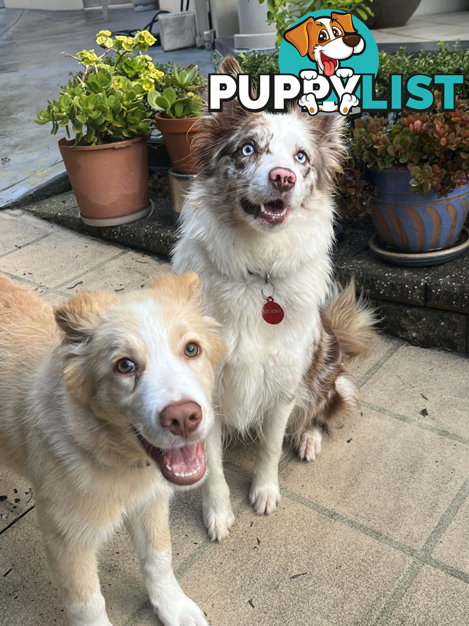 Purebred Border Collie Pups