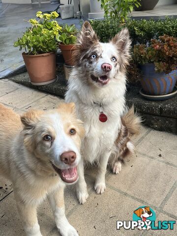 Purebred Border Collie Pups