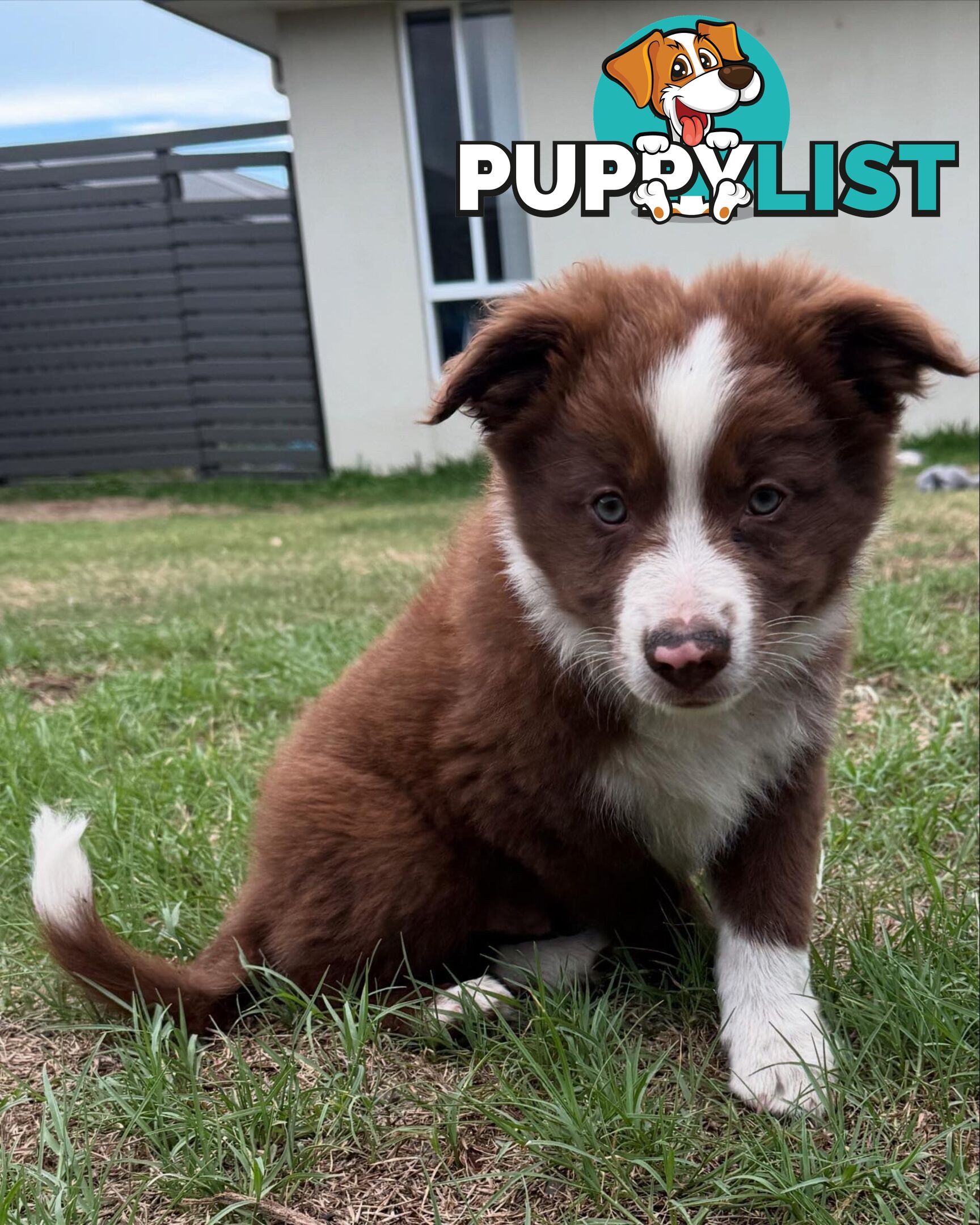 Purebred Border Collie Pups