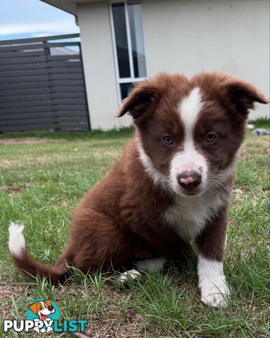 Purebred Border Collie Pups