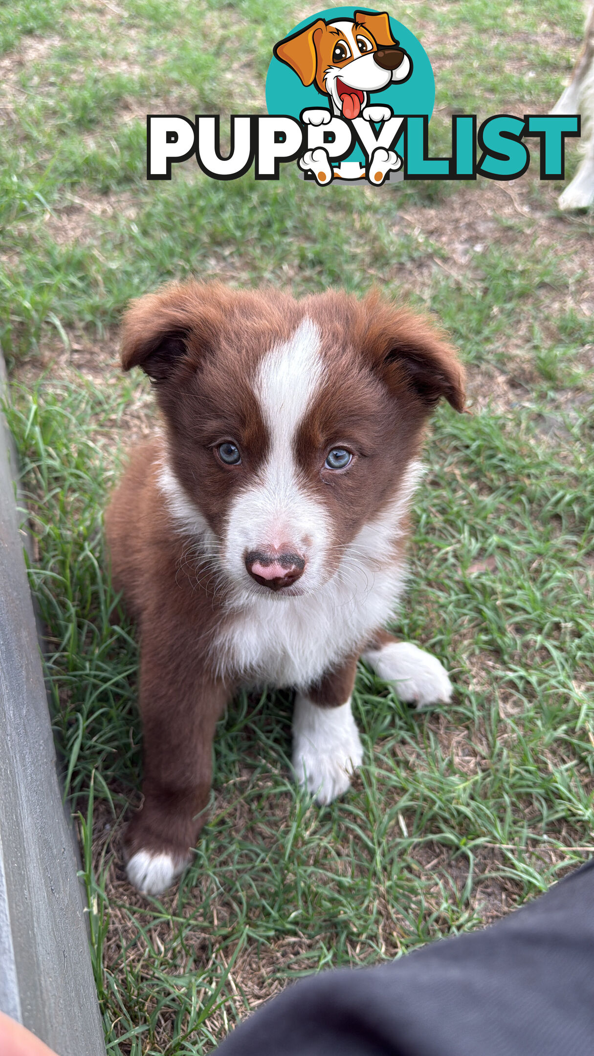 Purebred Border Collie Pups