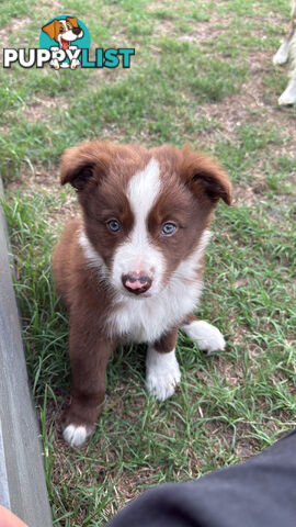 Purebred Border Collie Pups