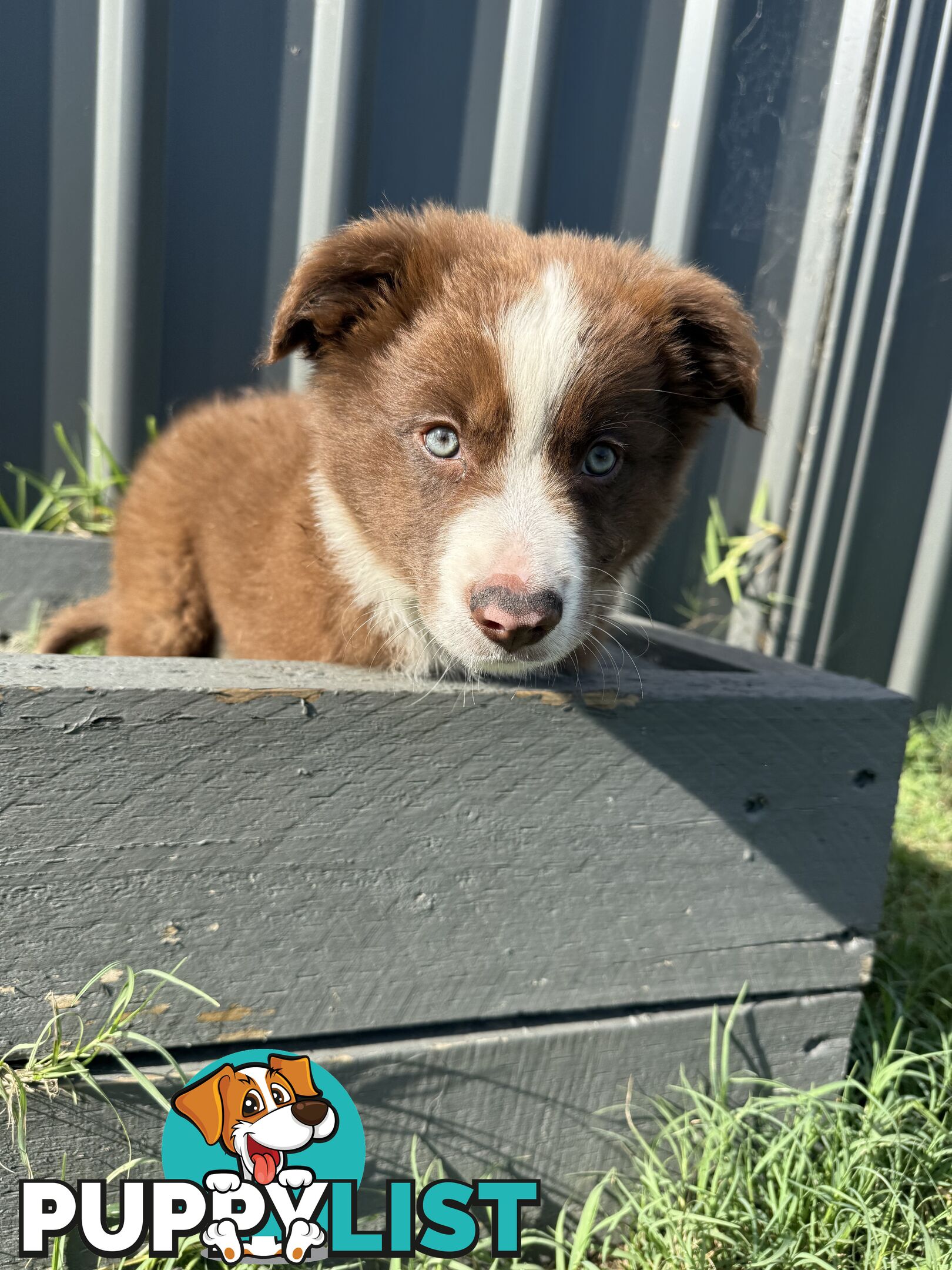 Purebred Border Collie Pups