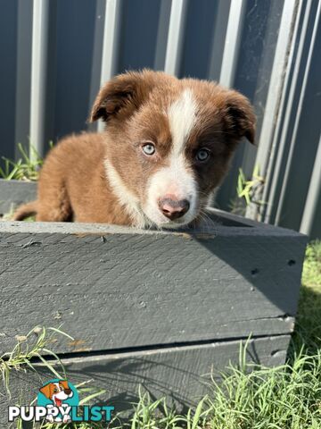 Purebred Border Collie Pups