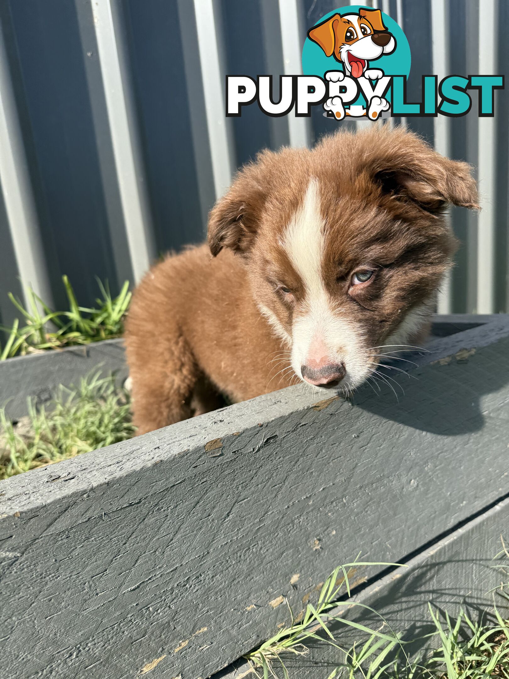 Purebred Border Collie Pups