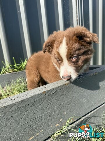 Purebred Border Collie Pups