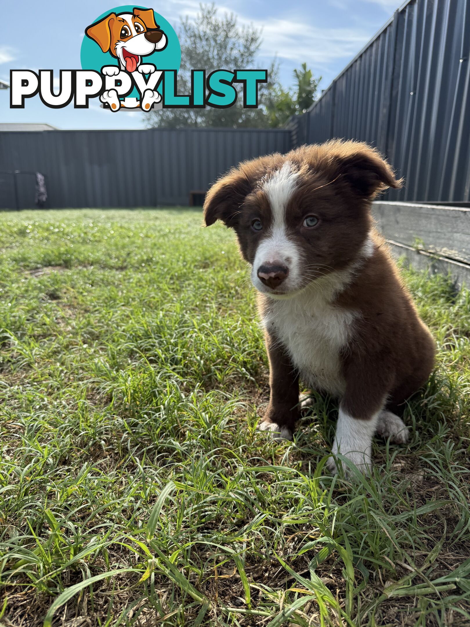 Purebred Border Collie Pups