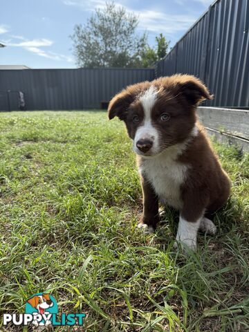 Purebred Border Collie Pups