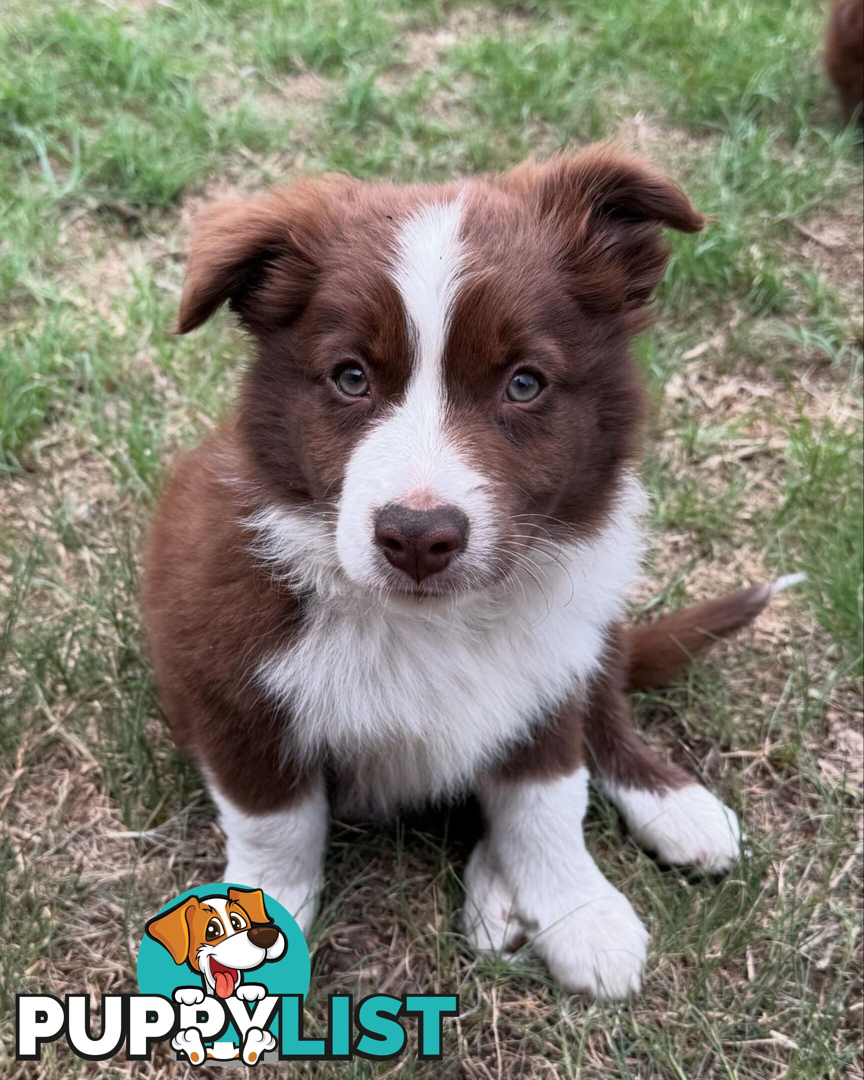 Purebred Border Collie Pups