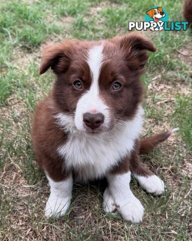 Purebred Border Collie Pups