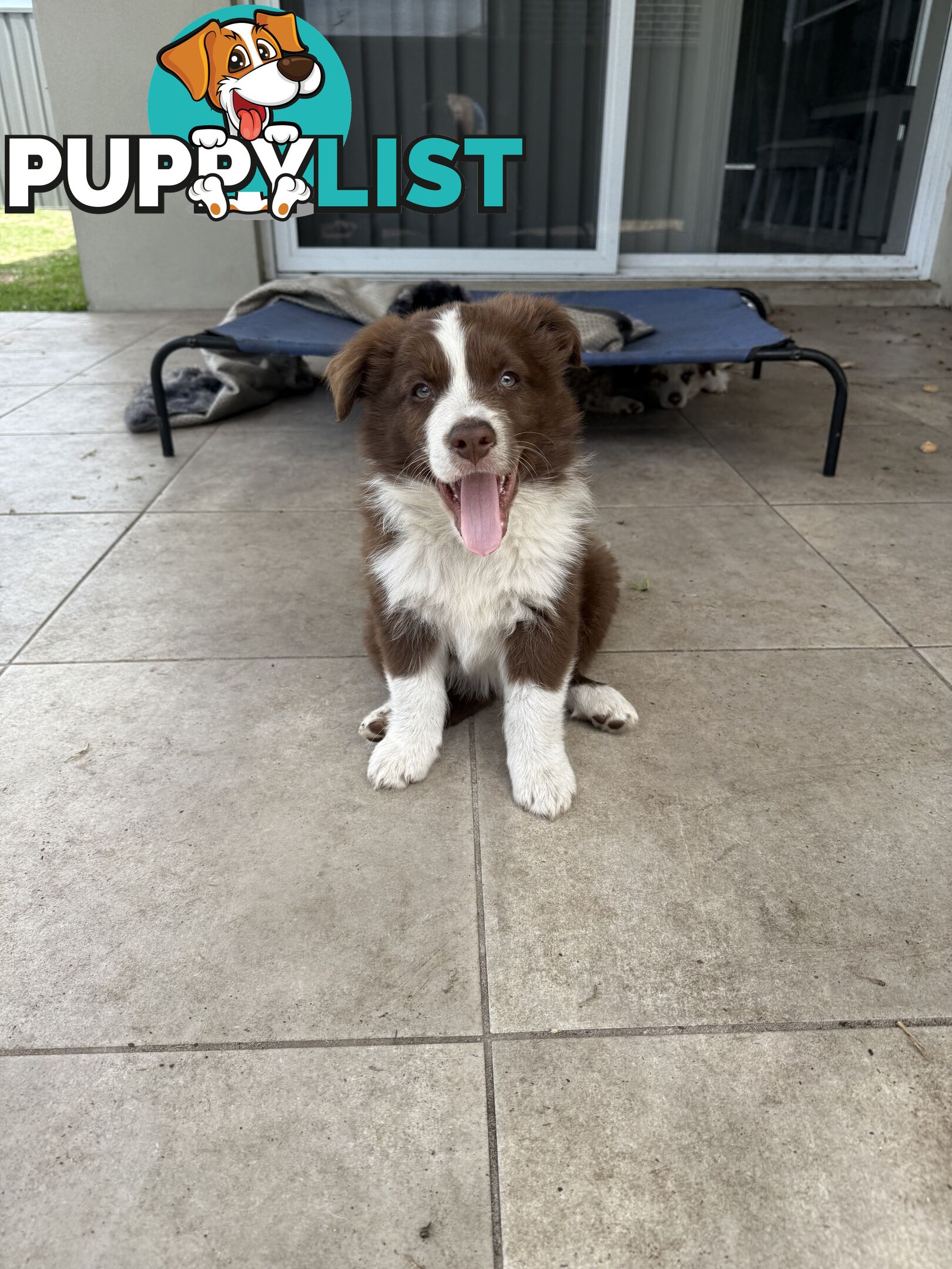 Purebred Border Collie Pups