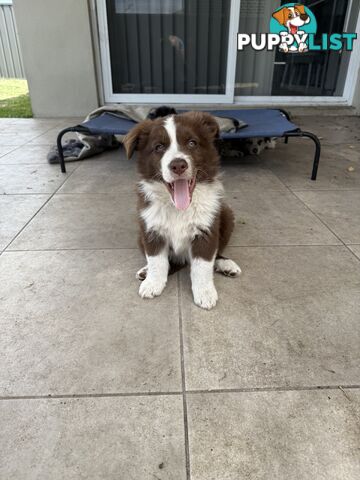 Purebred Border Collie Pups