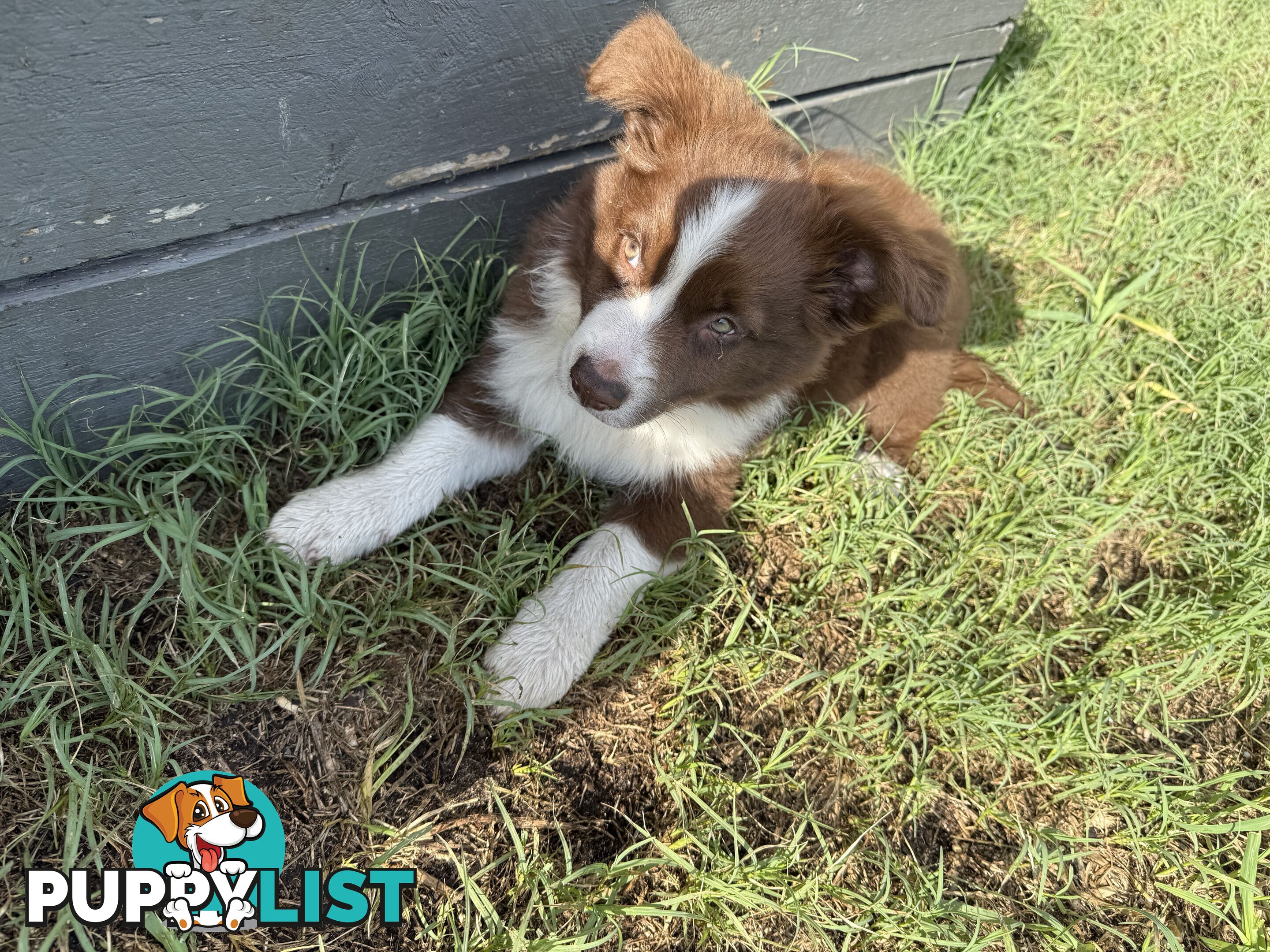 Purebred Border Collie Pups