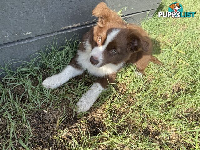 Purebred Border Collie Pups