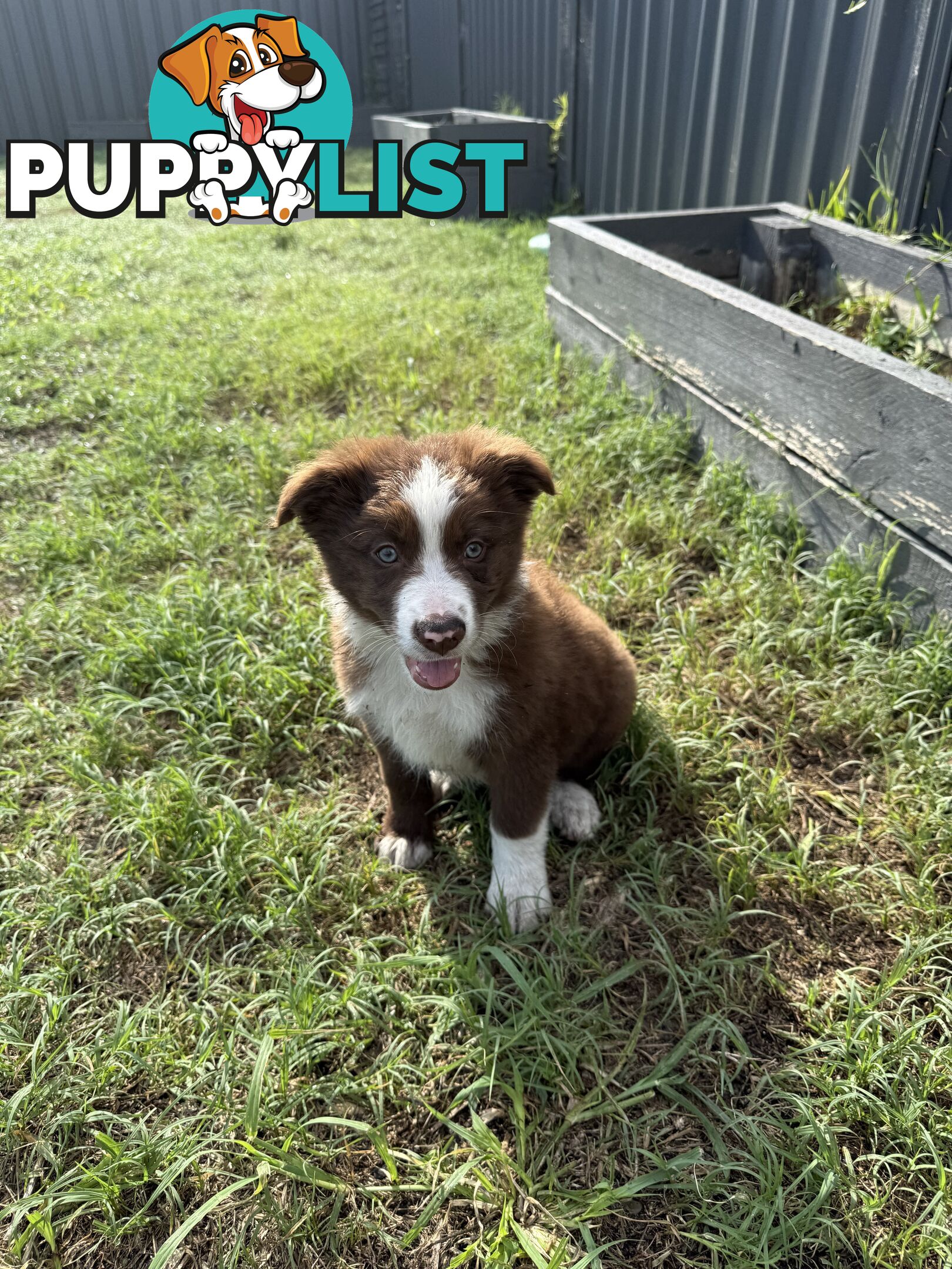 Purebred Border Collie Pups