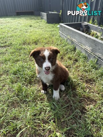 Purebred Border Collie Pups