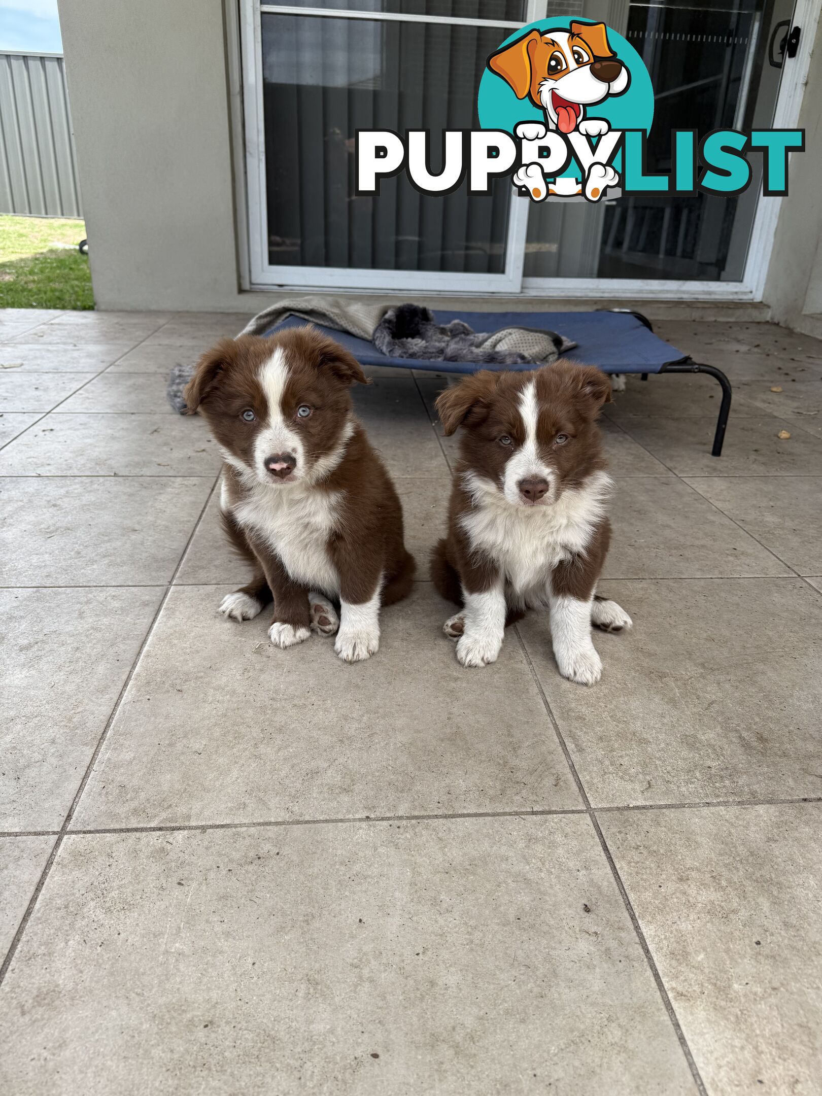 Purebred Border Collie Pups