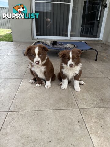 Purebred Border Collie Pups