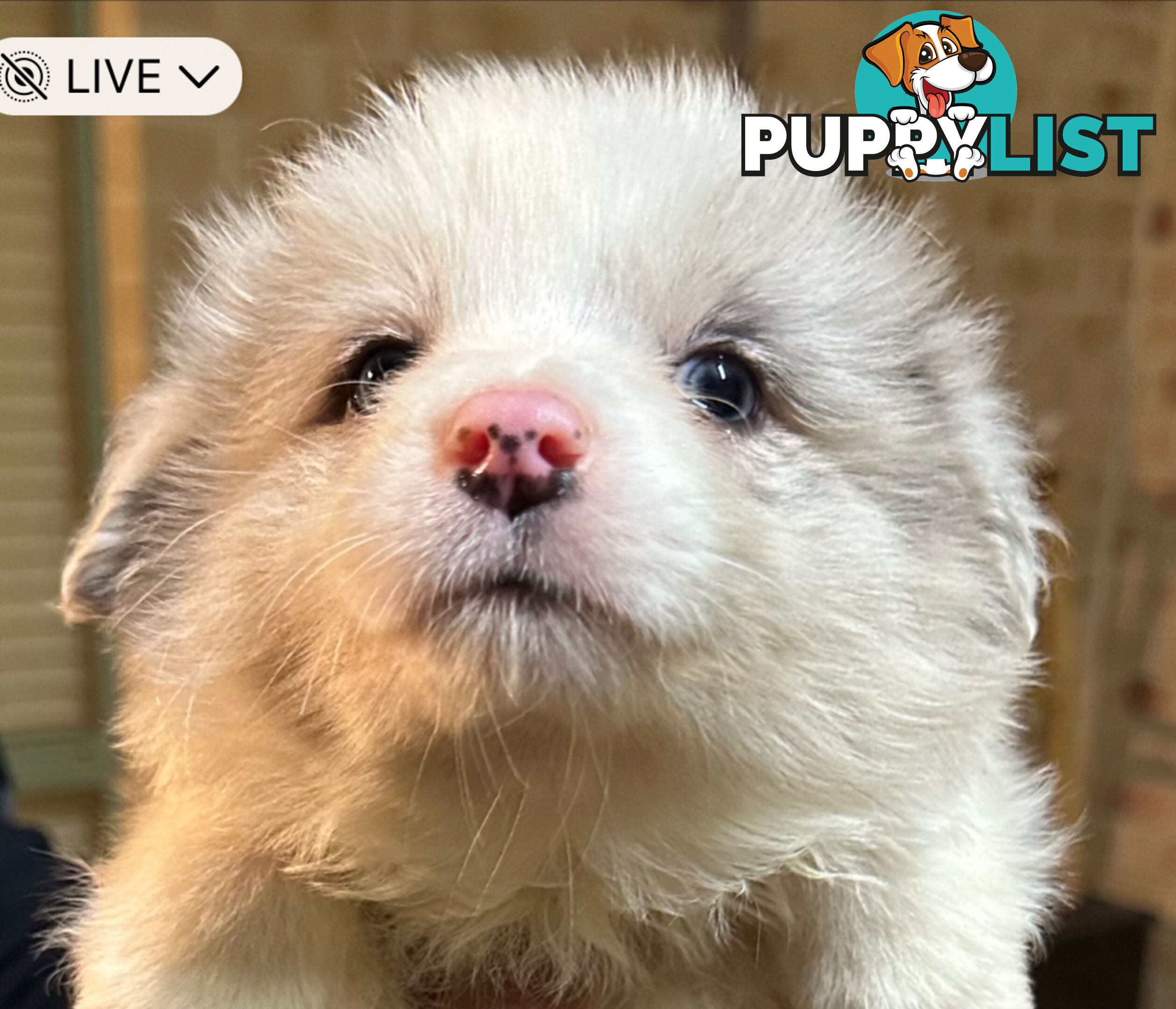 Border Collie puppies