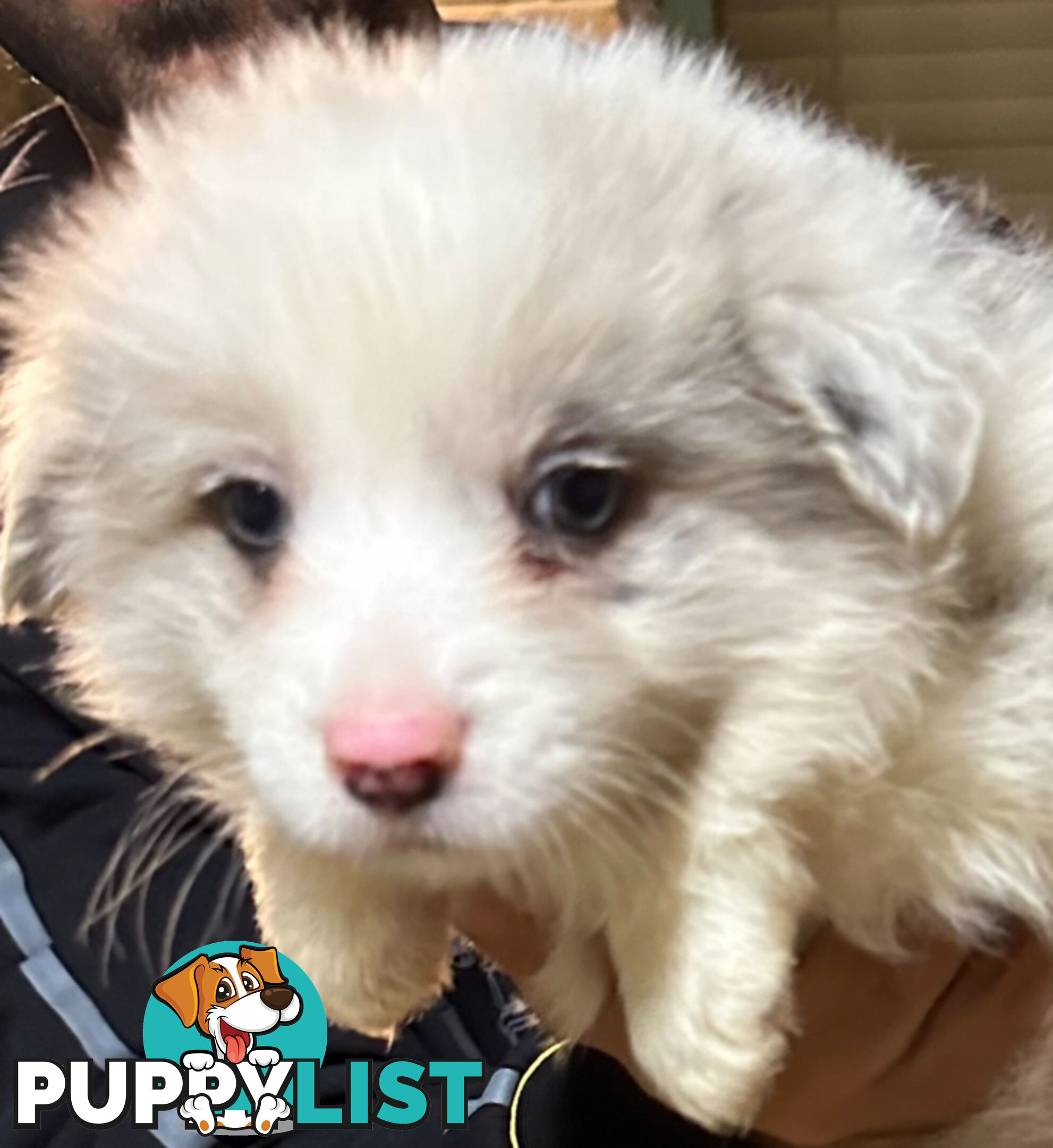 Border Collie puppies