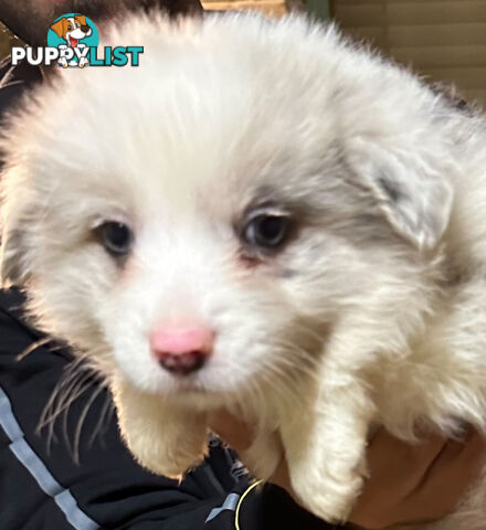 Border Collie puppies