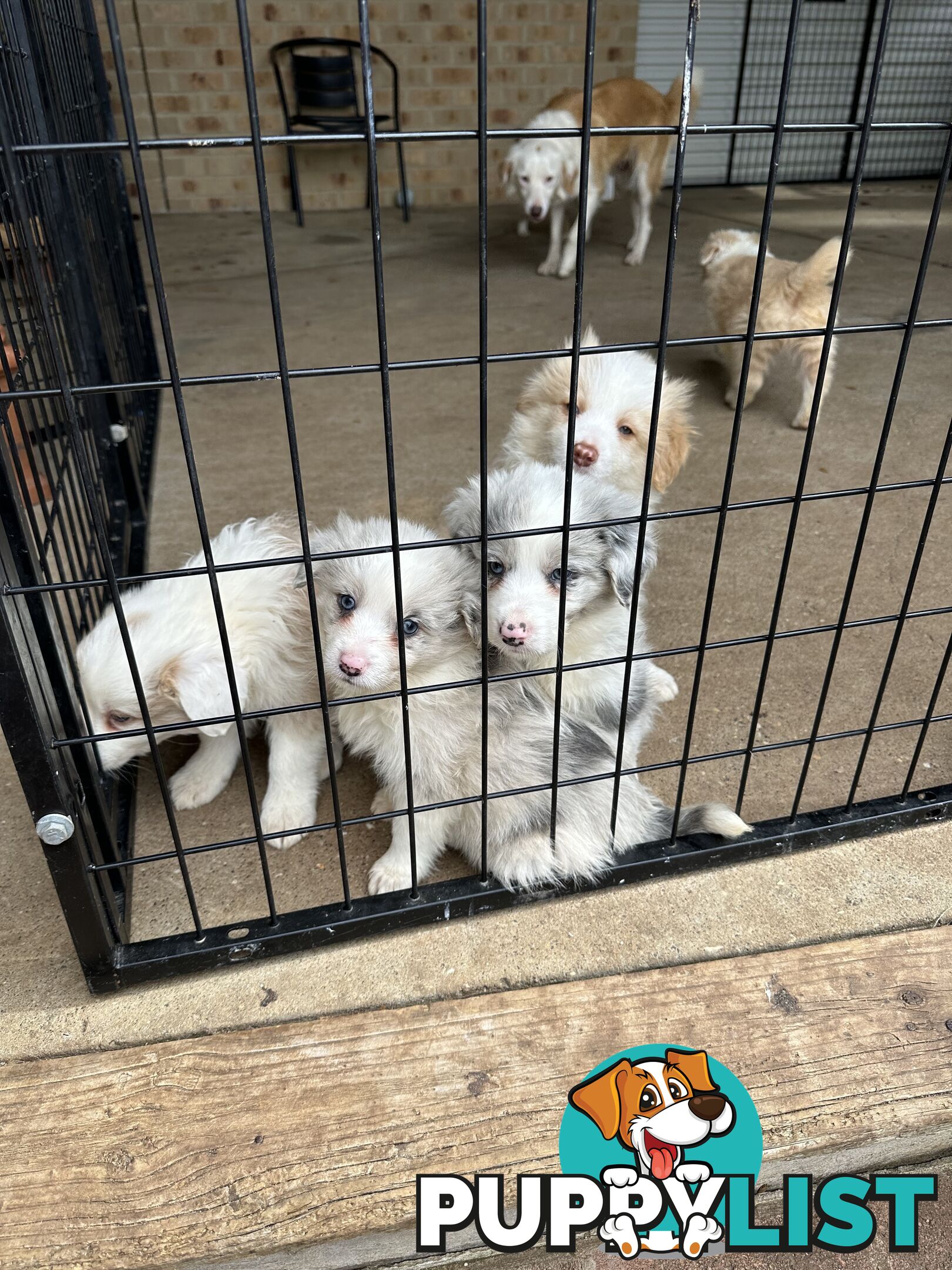 Border Collie puppies