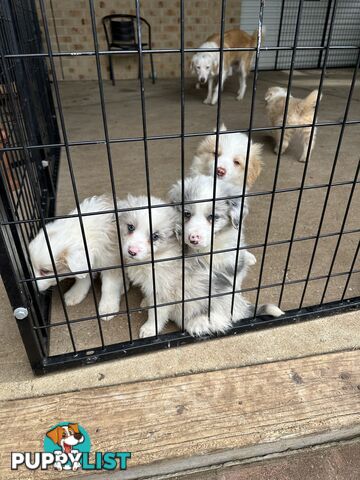 Border Collie puppies