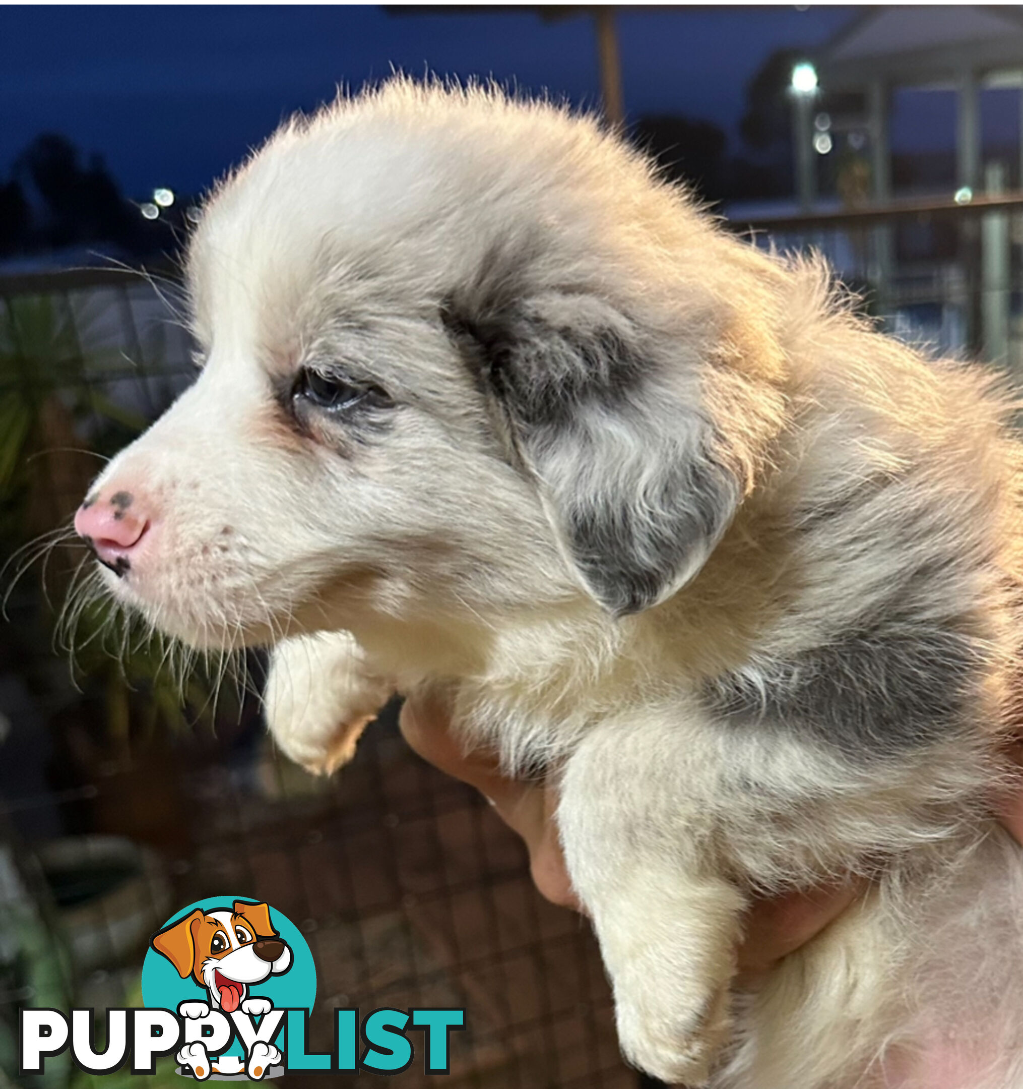 Border Collie puppies