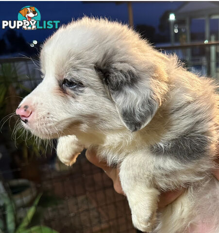 Border Collie puppies