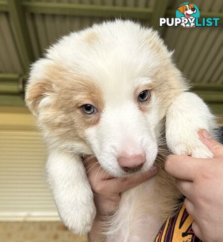 Border Collie puppies