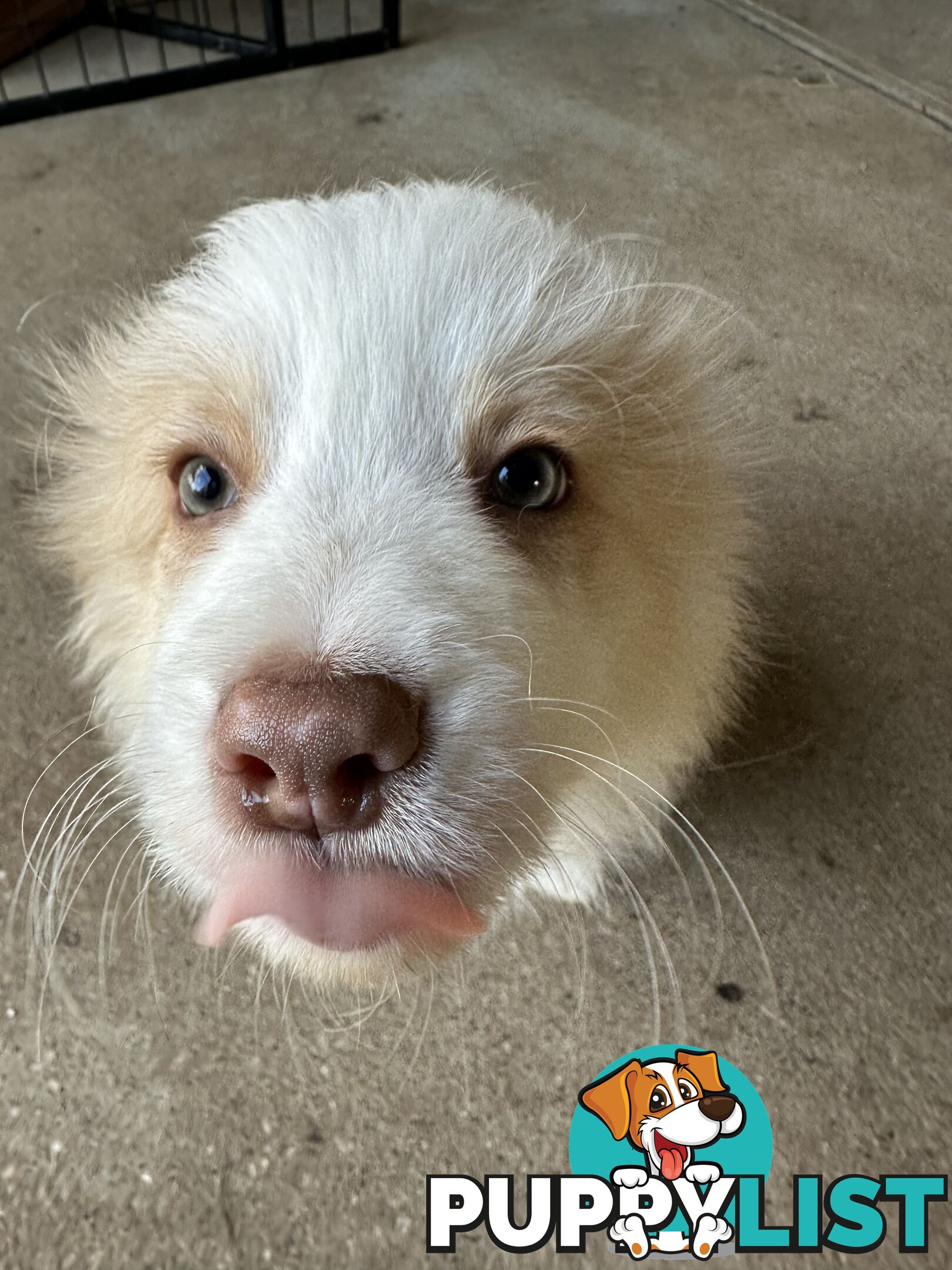 Border Collie puppies