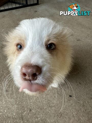 Border Collie puppies