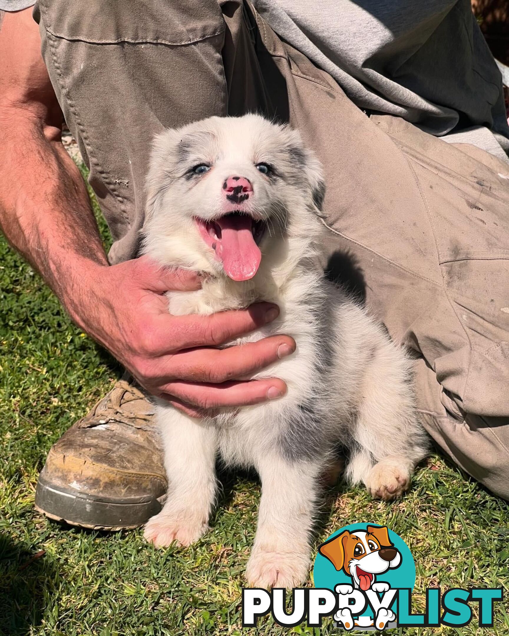 Border Collie puppies