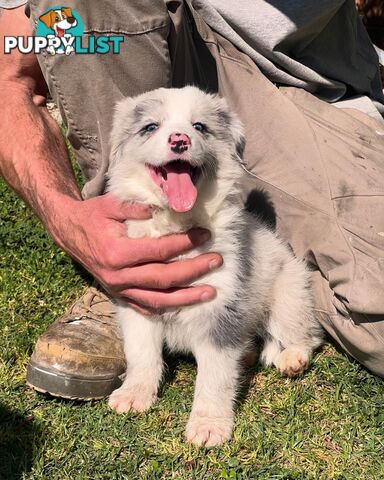 Border Collie puppies