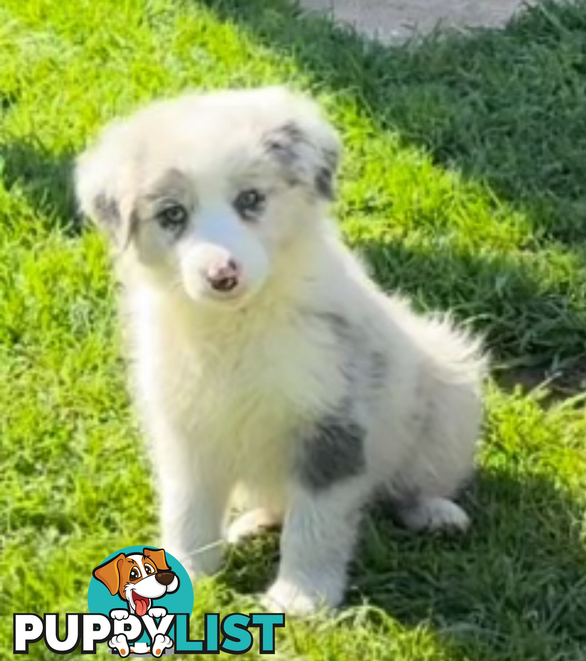 Border Collie puppies