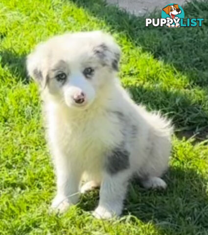 Border Collie puppies