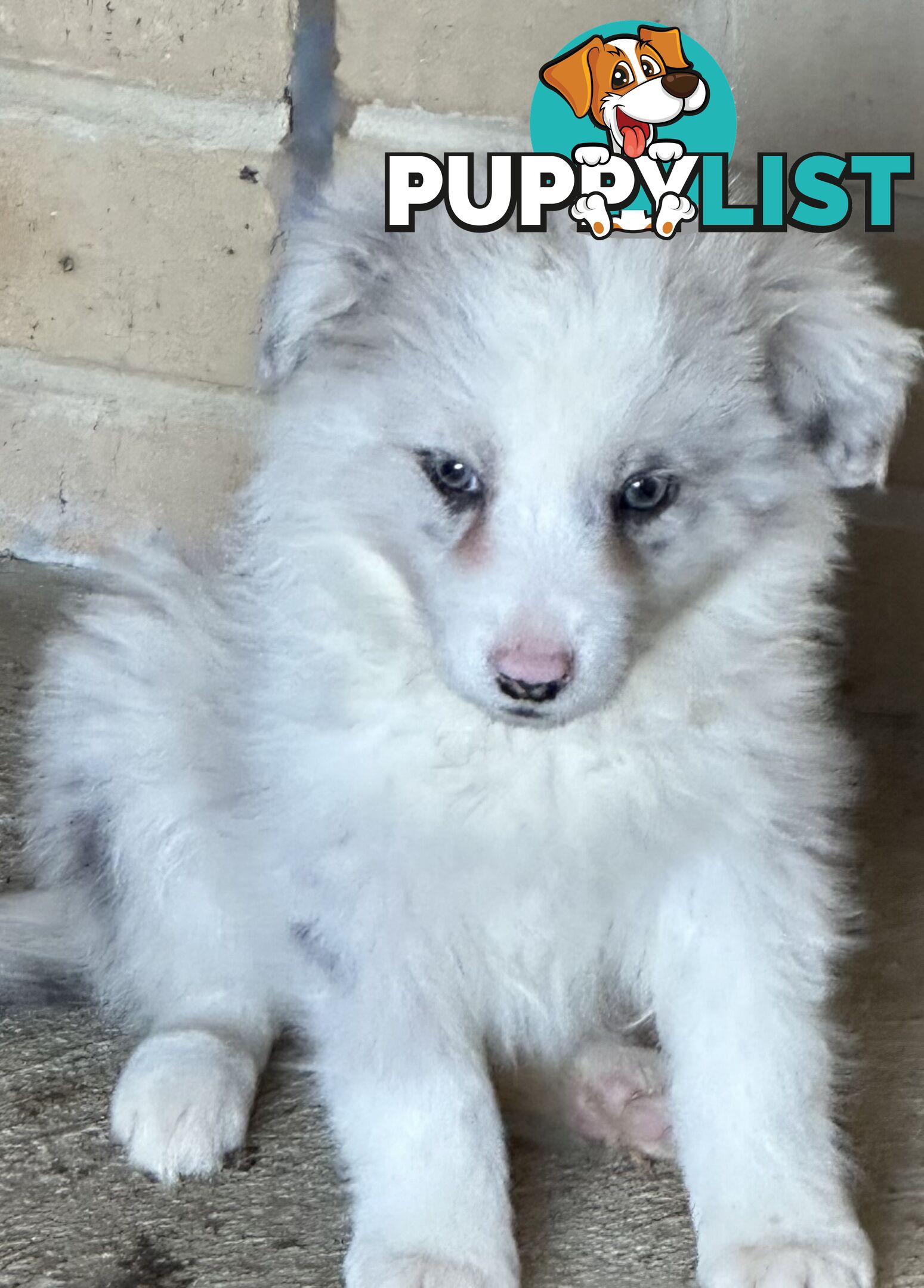 Border Collie puppies