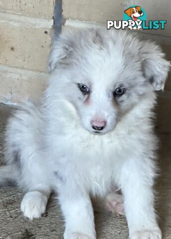 Border Collie puppies