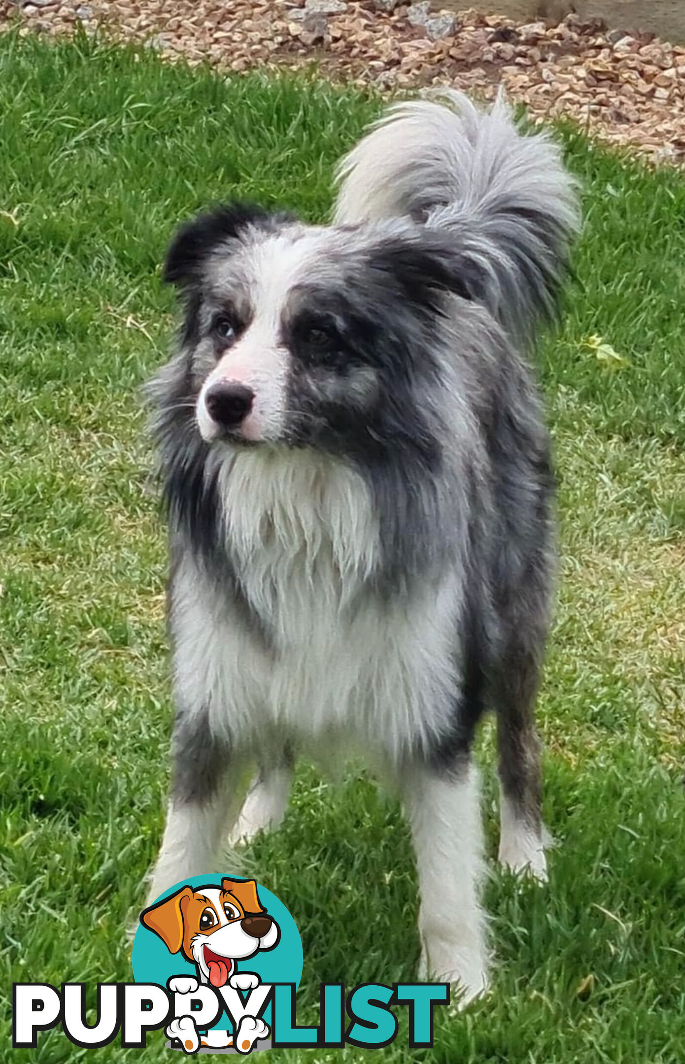 Border Collie puppies